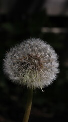 Pusteblume Nahaufnahme 