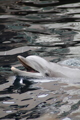 Glücklicher Delfin 