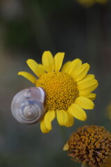 Schnecke auf einer Blume 