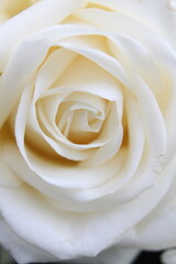 Weiße Rose 