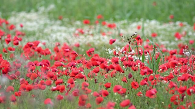 Field of poppies on a windy day, the Western yellow wagtail (Motacilla flava)