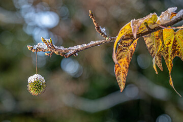 Branch of Liquidambar with buds and hanging seed with snow, suitable as background for Christmas card