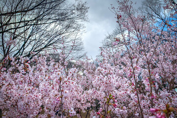 Pink sakura cherry blossom flowers, park bench in Japan public park