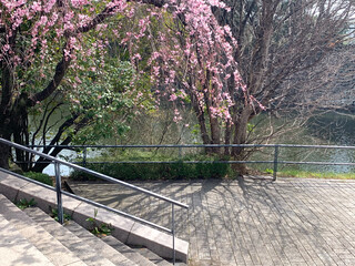 Pink sakura cherry blossom flowers, park bench in Japan public park