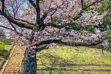 Pink sakura cherry blossom flowers and vacation boat in Japan Tokyo park