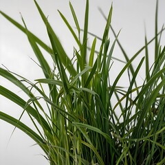 Fototapeta premium green grass
