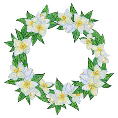Jasmine flowers with white blooms and vibrant green leaves. Wreath of buds, foliage, and greenery. Spring and summer botanical watercolor circlet, isolated on a white