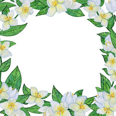 Jasmine flowers with white blooms and vibrant green leaves. Frame of buds, foliage, and greenery. Spring and summer botanical watercolor border, isolated on a white