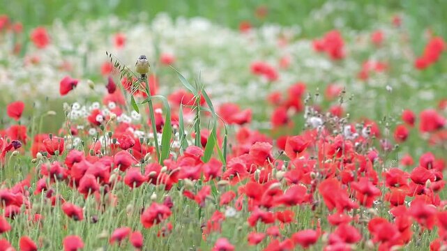 Wind on the poppy field and on the Western yellow wagtail (Motacilla flava)