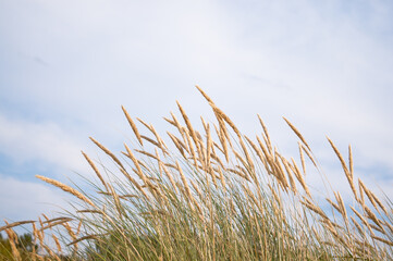 summer meadow grass against blue sky.