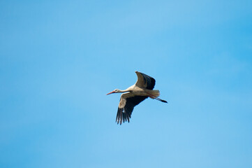 The photo shows a stork flying against a blue sky