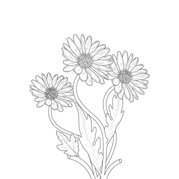 Daisy Flower Coloring Page For Kids