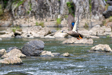 Ducks / mallards at Hozugawa river, Kyoto, Japan
