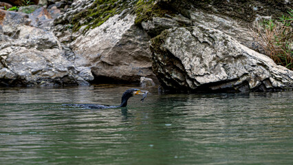 Fototapeta premium A cormorant at Hozugawa river, Kyoto, Japan