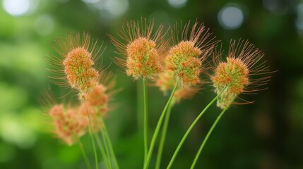 Obraz premium close-up shot of orange weed flowers with green environment