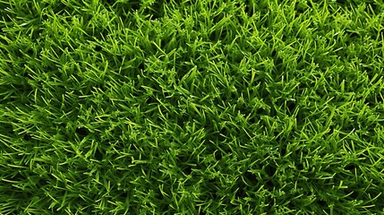 Fresh green grass growing from rich soil, vibrant and natural.