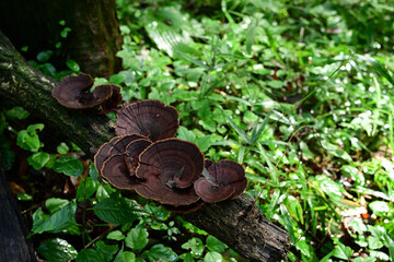 森の中の茶色いキノコのイメージ