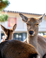 A close portrait of a young deer at Nara deer park, Japan