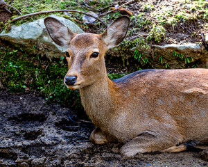 A close portrait of a young deer at Nara deer park, Japan