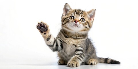 A Cute Tabby Kitten Reaches Out With Its Paw, Gazing Up With Curiosity and Innocence