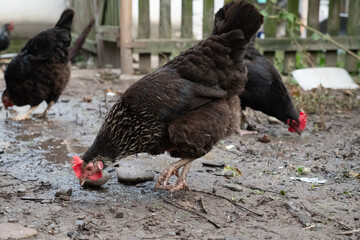Chickens on a rural farm. Agriculture. Poultry breeding. Breeding chickens.