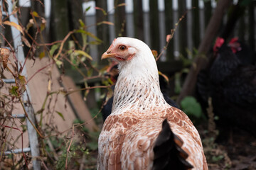 Chickens on a rural farm. Agriculture. Poultry breeding. Breeding chickens.