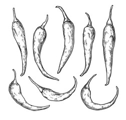 Chili Pepper hand drawn vector illustration. Isolated hot spicy mexican food. Cayenne jalapeno pepper drawing.