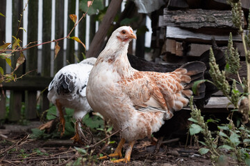 Chickens on a rural farm. Agriculture. Poultry breeding. Breeding chickens.