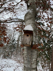 Birdhouse on a tree, with snow on top