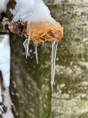 Small icicle hanging from wood