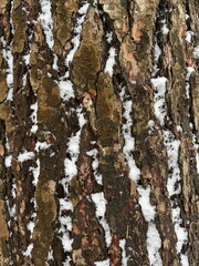Closeup of pine bark with snow patterns on it