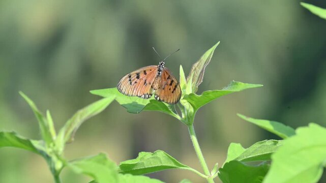 Acraea terpsicore or&nbsp;tawny coster butterfly. lt is a small leathery-winged&nbsp;butterfly. Butterfly sitting on the green plants.  It belongs to the&nbsp;Nymphalidae&nbsp;or brush-footed butterfly family.