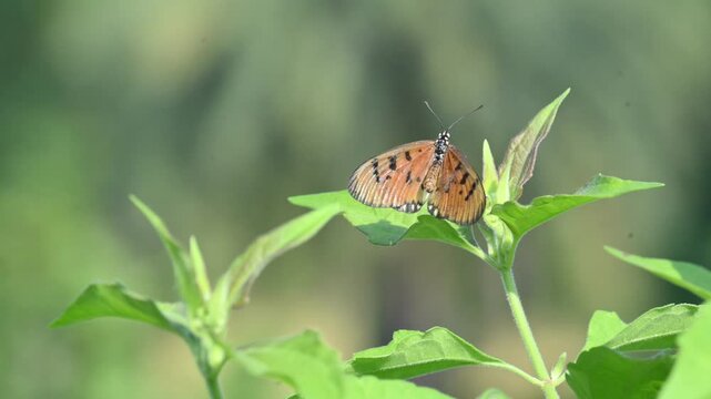 Acraea terpsicore or&nbsp;tawny coster butterfly. lt is a small leathery-winged&nbsp;butterfly. Butterfly sitting on the green plants.  It belongs to the&nbsp;Nymphalidae&nbsp;or brush-footed butterfly family.