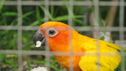 A colorful lovebird inside its cage