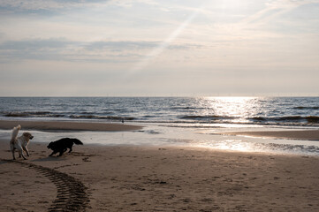 Two dogs are happy to jump around  on the beach at sunset