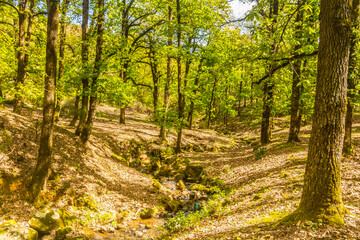 Beautiful green forest in spring time. Nature background with copy space