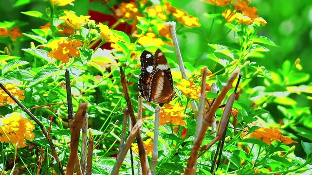 The Lace Butterfly (Hypolimnas bolina) or Great Egg-fly has many types of color variations (polymorphism), especially in females. It is one of the most varied types