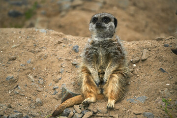A single meerkat sitting in the sand its enclosure at Folly Farm Zoo Wales.  Fully released for creative and commercial use. Copy space available within the frame. One of a full series of animals. 