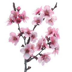 Naklejka premium Pink Cherry Blossom Branch