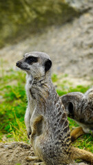 A single meerkat sitting in the sand its enclosure at Folly Farm Zoo Wales.  Fully released for creative and commercial use. Copy space available within the frame. One of a full series of animals. 