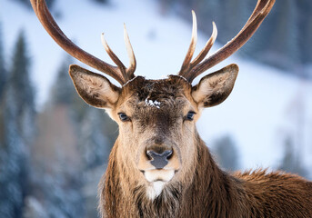 Obraz premium Portrait of deer with antlers in winter landscape