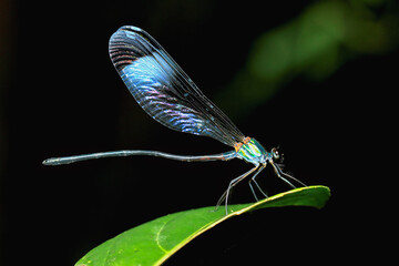 Close-up of an iridescent damselfly perched on a green leaf. The damselfly's wings display a range...
