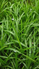 Obraz premium Lush green grass texture with dew drops, perfect for nature backgrounds or landscaping projects, background