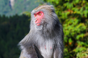 A close-up of a Formosan Rock Monkey with distinctive red face and grey fur. Set against a blurred forest backdrop, New Taipei City, Taiwan.