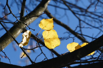 Jesienne liście © Jacek