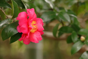 冬の寒空に咲く