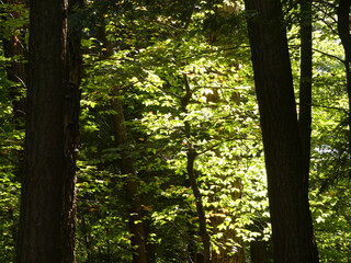 sunlight in the forest