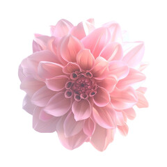 Pink Dahlia Flower