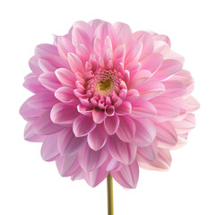 Fototapeta premium Pink Dahlia Flower Macro Photography