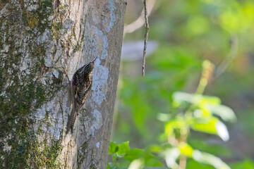 Obraz premium Bar-tailed Treecreeper or Himalayan Tree-creeper (Certhia himalayana) heading up a tree trunk, Nainital area, Uttarakhand, India.